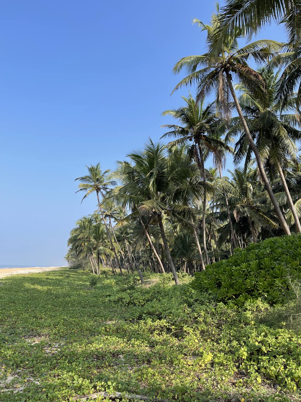 La plage bordée de cocotiers, près du centre